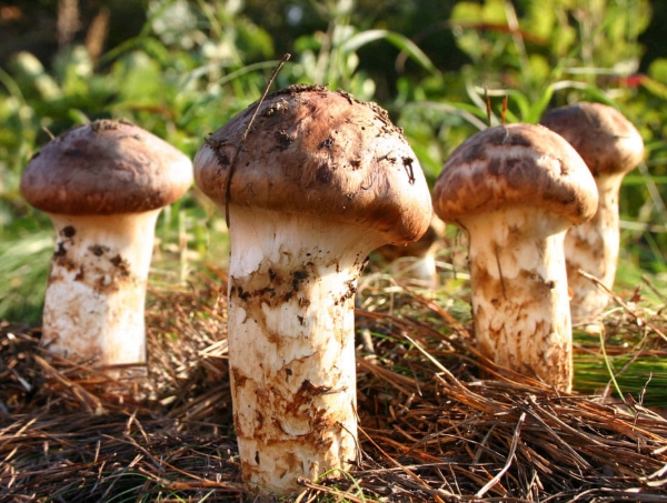 송이버섯 먹는법