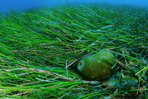 스피루리나 효과10