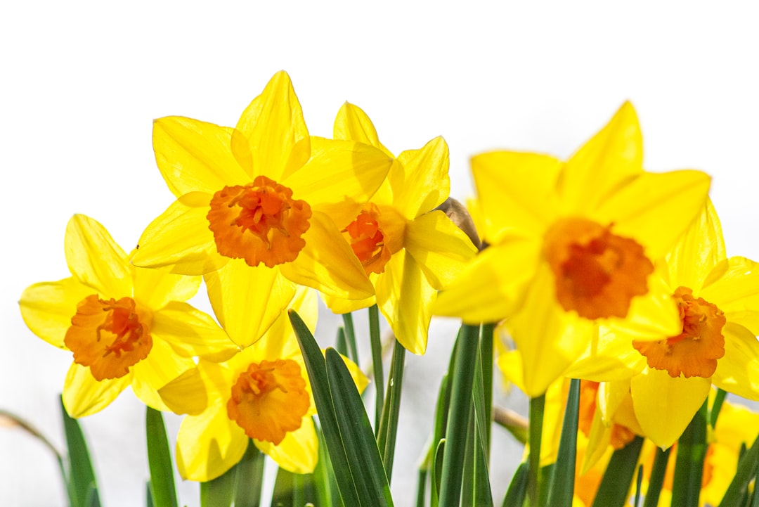 I recommend the noun hot spring.