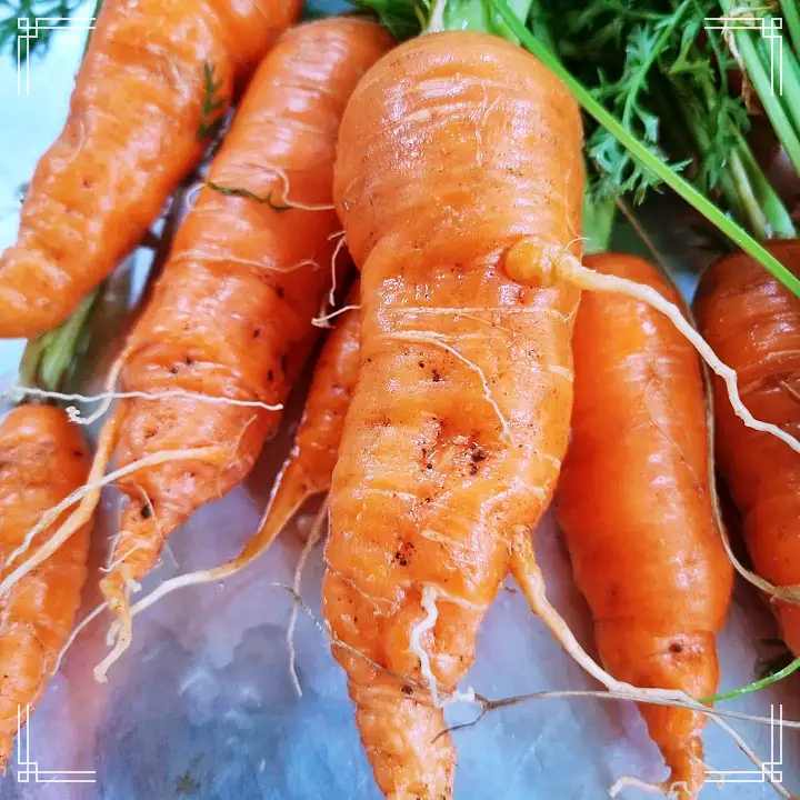 6시내고향 남해 독일빵 100% 천연수제발효종으로 만드는 천연발효빵 프레첼 유자 스톨렌 맛집 오늘 방송 추천