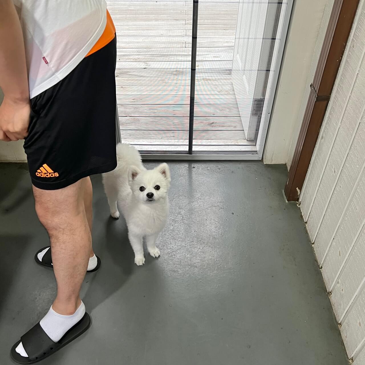 강화도 애견동반펜션