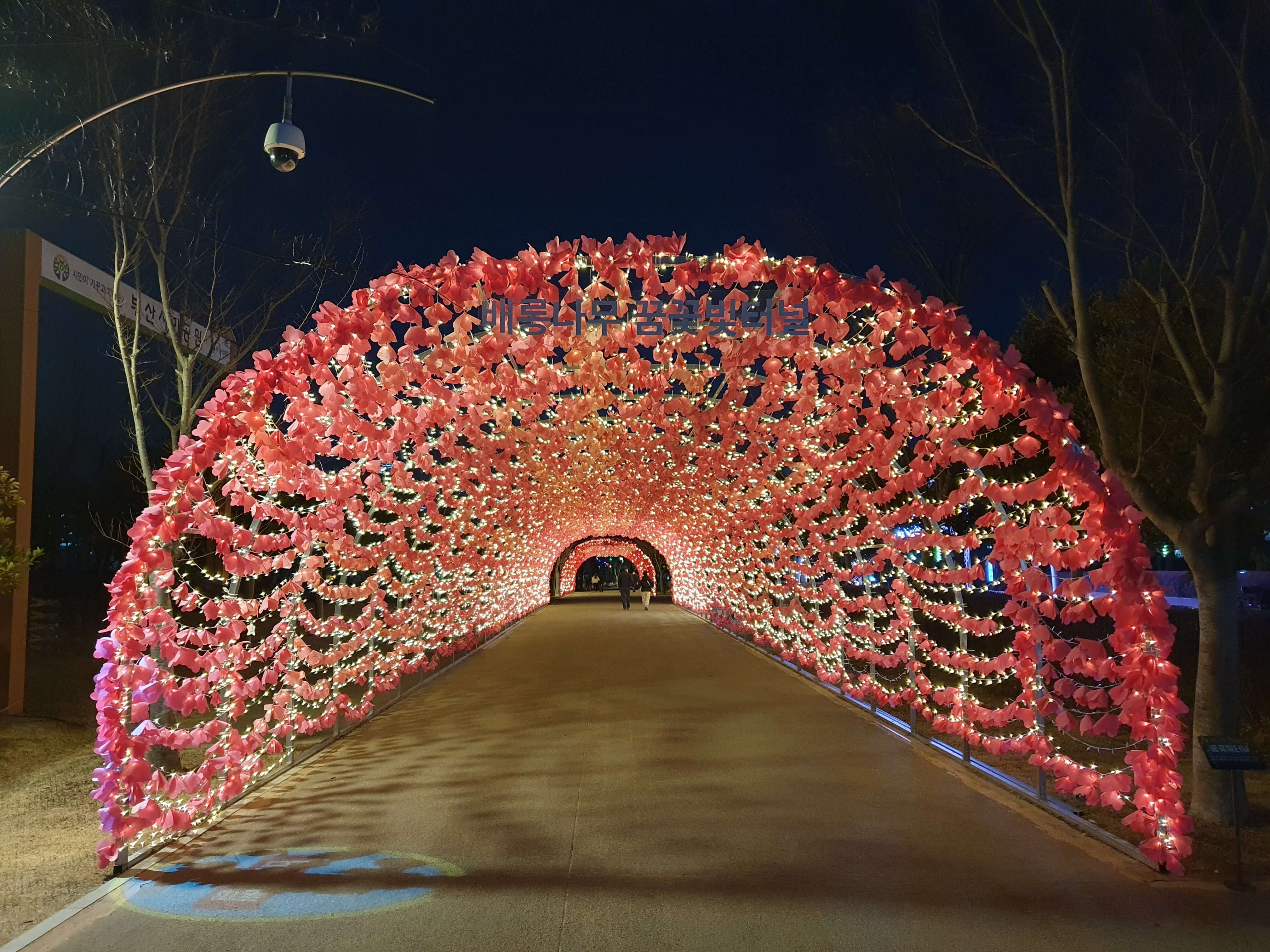 제3회 부산 희망드림 빛 축제-배롱나무꿈꽃빛터널