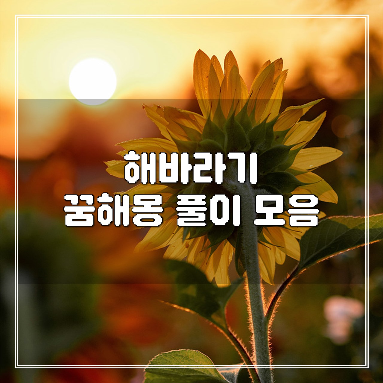 해바라기 꿈, 꿈해몽 풀이 모음 썸네일