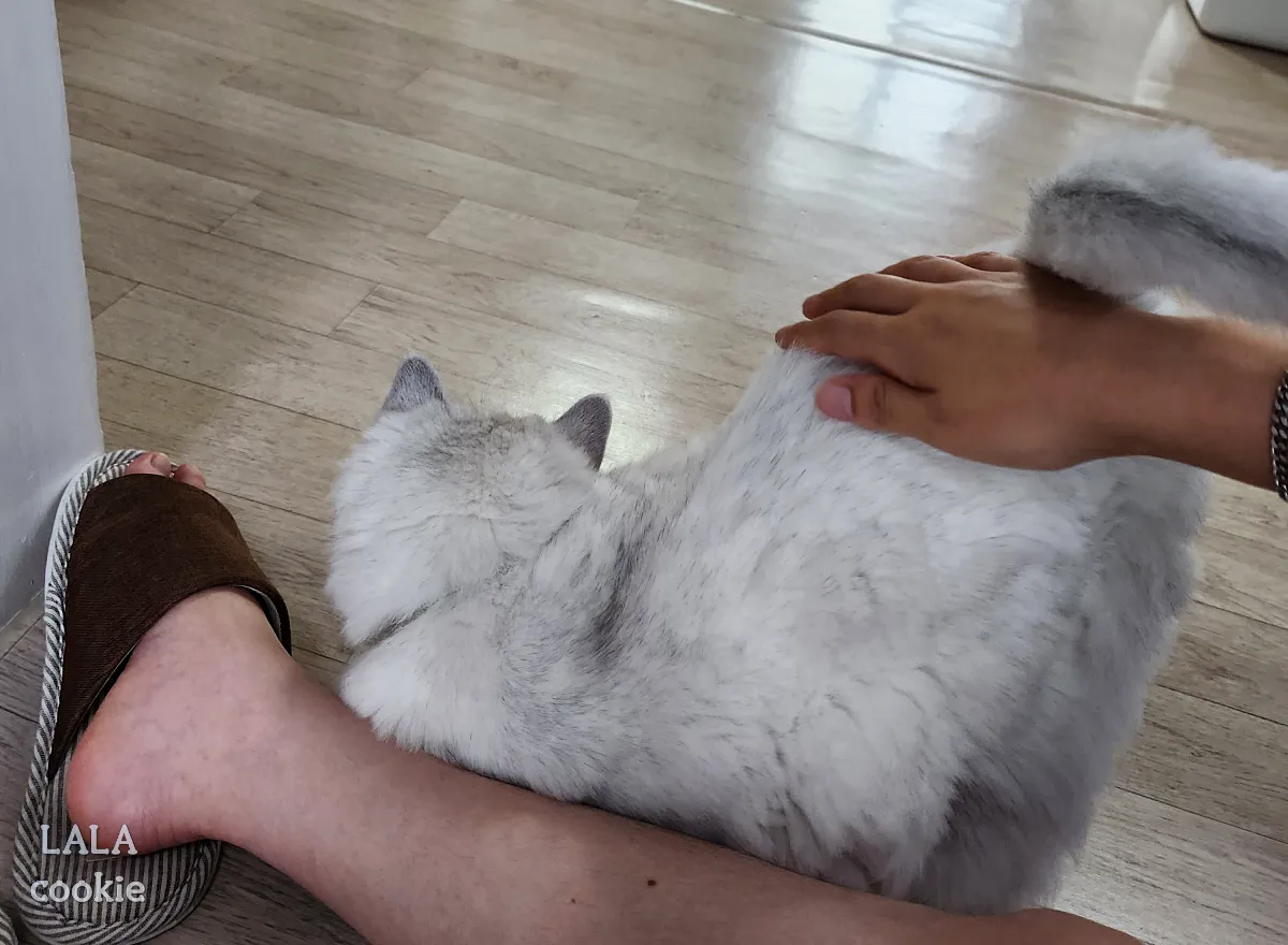 고양이-궁디팡팡-중인-집사