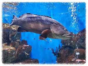 아쿠아플라넷 여수