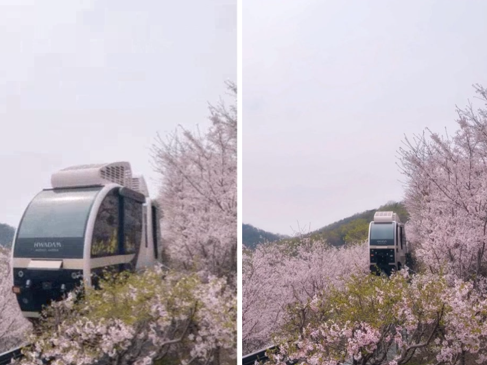 경기도 벚꽃 이미지