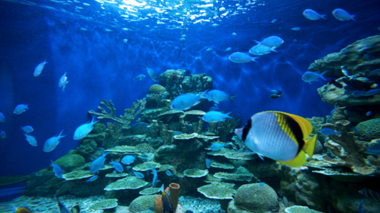 여수 아쿠아리움