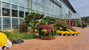 화성_우리꽃식물원_국화전시회