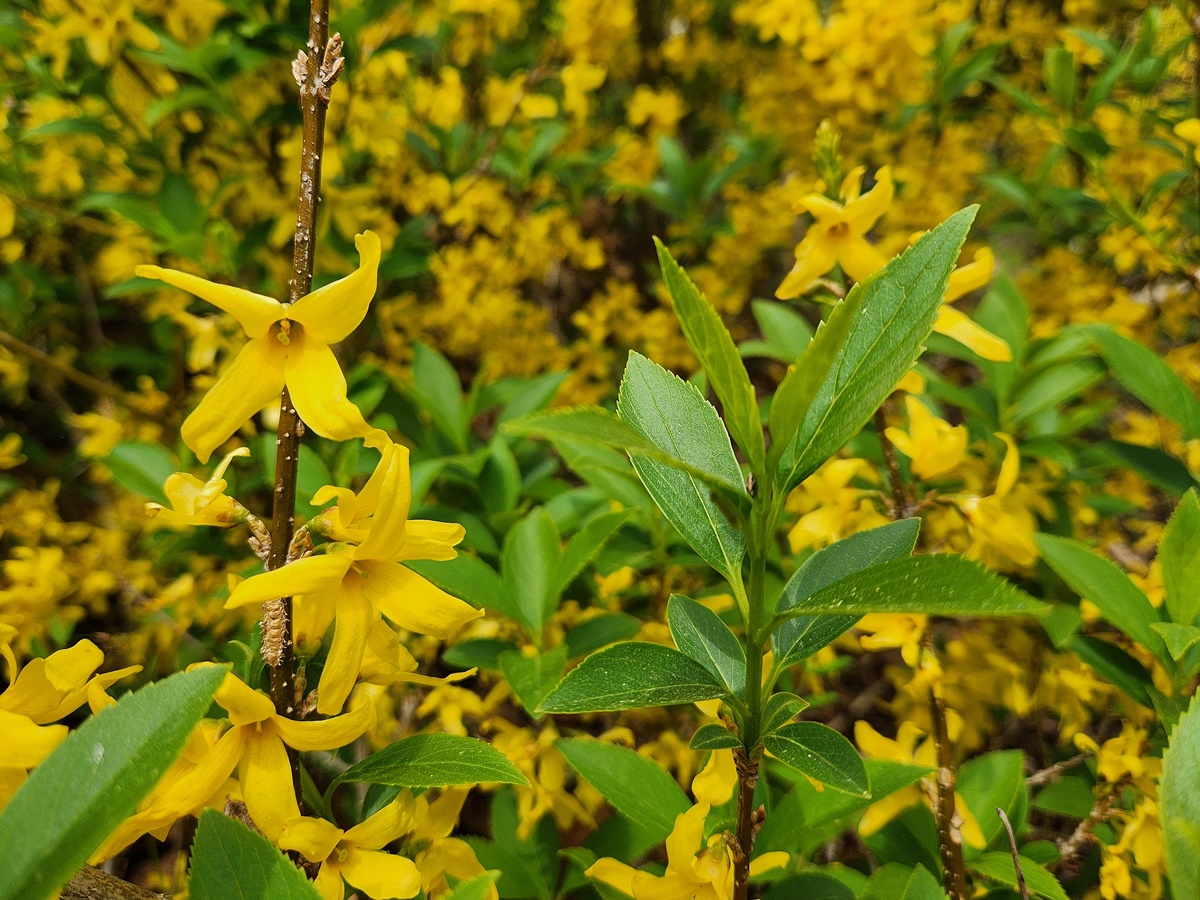 의성개나리(약개나리)