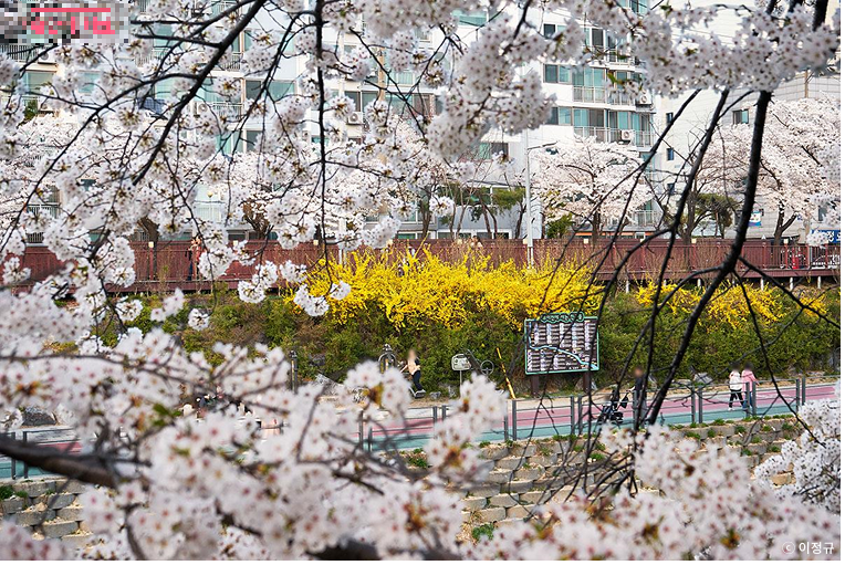 올해 봄, 여기 안 가면 후회해! 2025 벚꽃 구경하기 좋은 국내 여행지 BEST 10