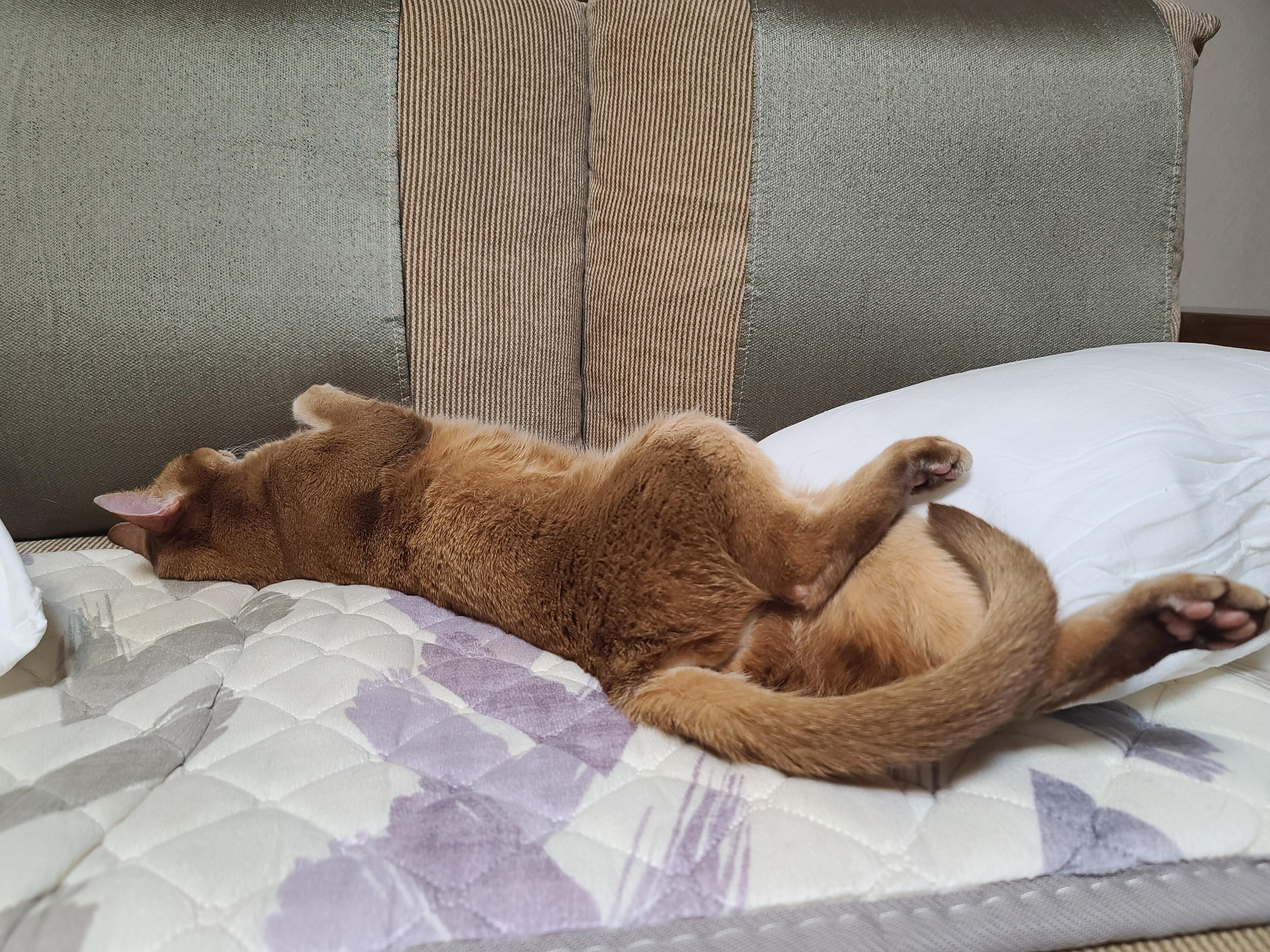 전기장판에 녹고 있는 고양이