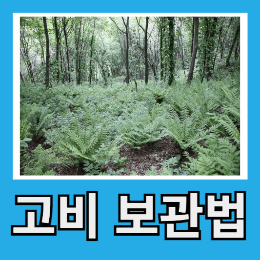 고비 보관법