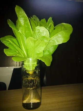 로메인 재배 재식 거리 통풍 확보 병해 줄이기_13