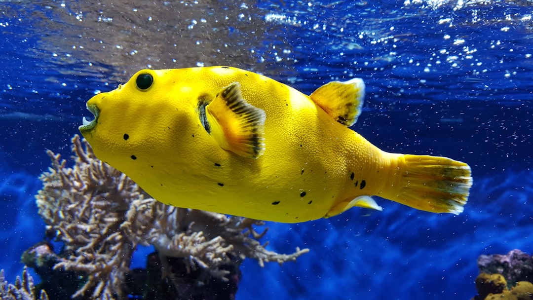 Puffer