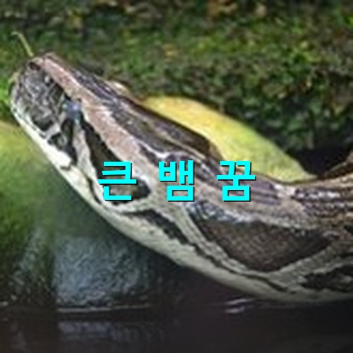 몸통이-허리만한-큰-뱀이-물가에서-나오는-모습