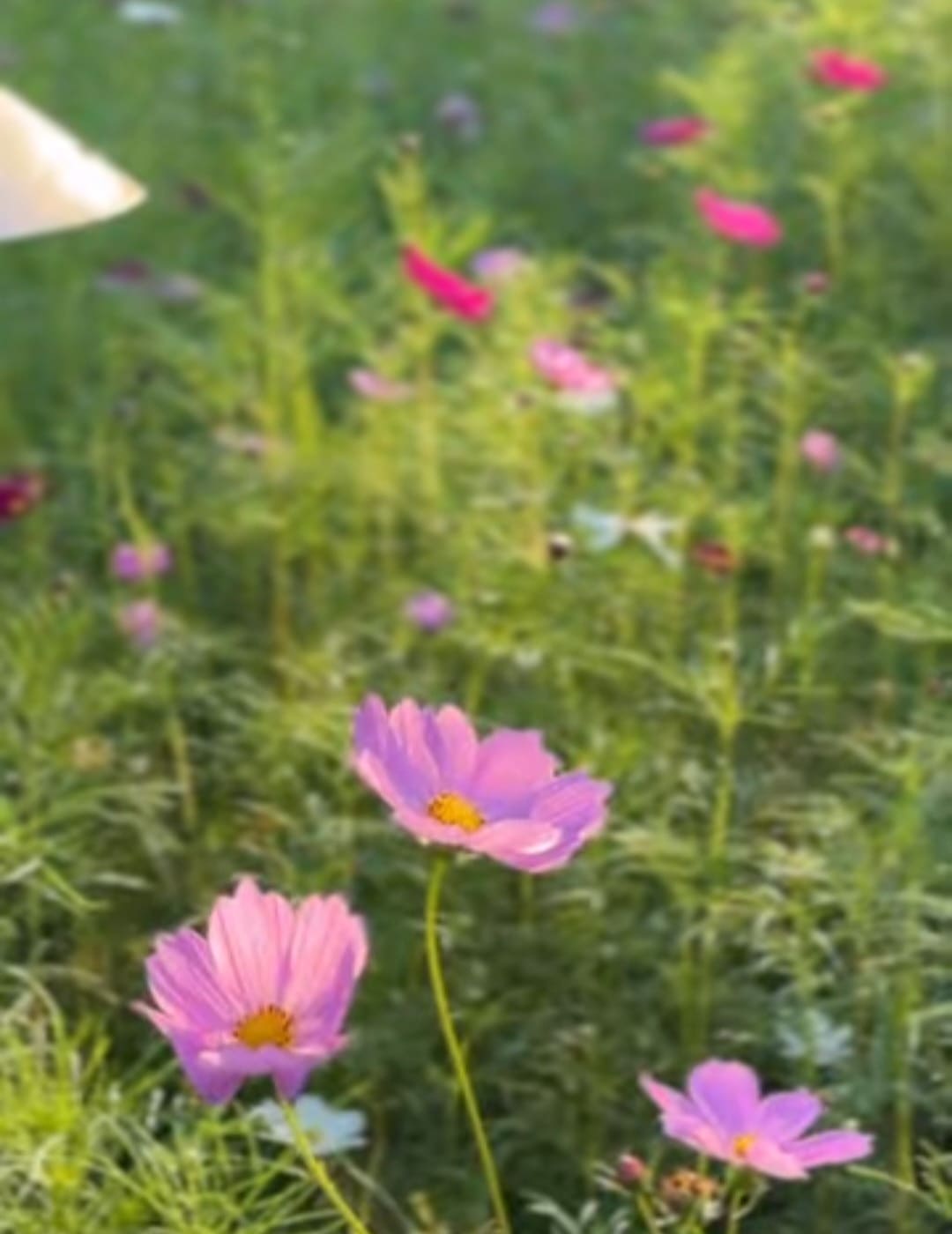 광양매화축제 주차장&amp;#44; 맛집&amp;#44; 입장료
