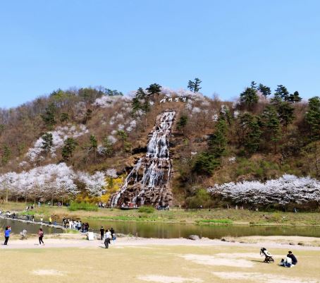 진천 벚꽃
