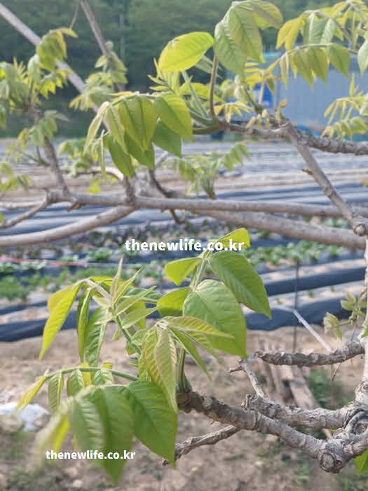 가죽나물 효능 성질