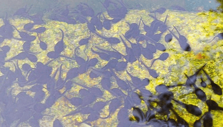 물속에 까만색의 꼬리가 달린 올챙이 수백마리가 가득하다.