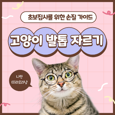 고양이 발톱자르기