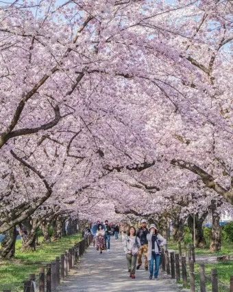 일본 벚꽃 명소 벚꽃 여행 개회시기 도쿄 벚꽃 축제_4