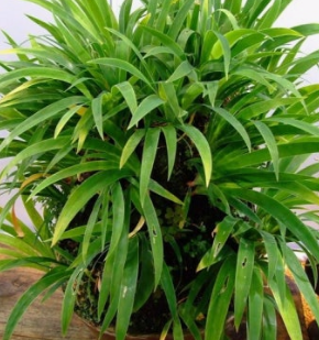 공심채 효능 부작용 고르는법 칼로리 다연채 모닝글로리