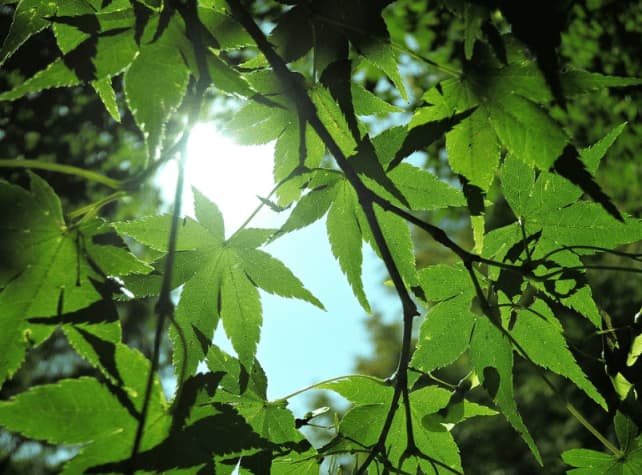 신록이 움트는 입하