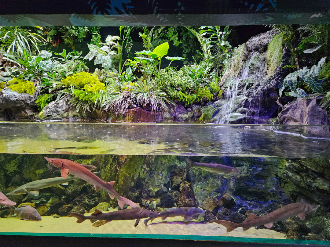 롯데월드 아쿠아리움 바다생물