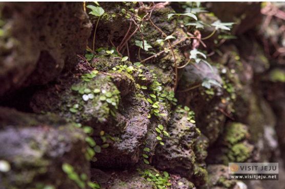 제주도 가볼만한 곳