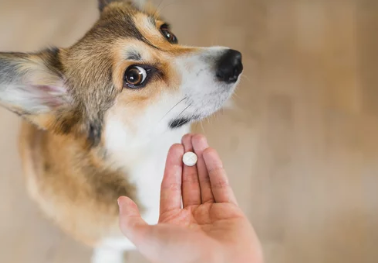 치료받는 강아지 /출처:어도비스톡