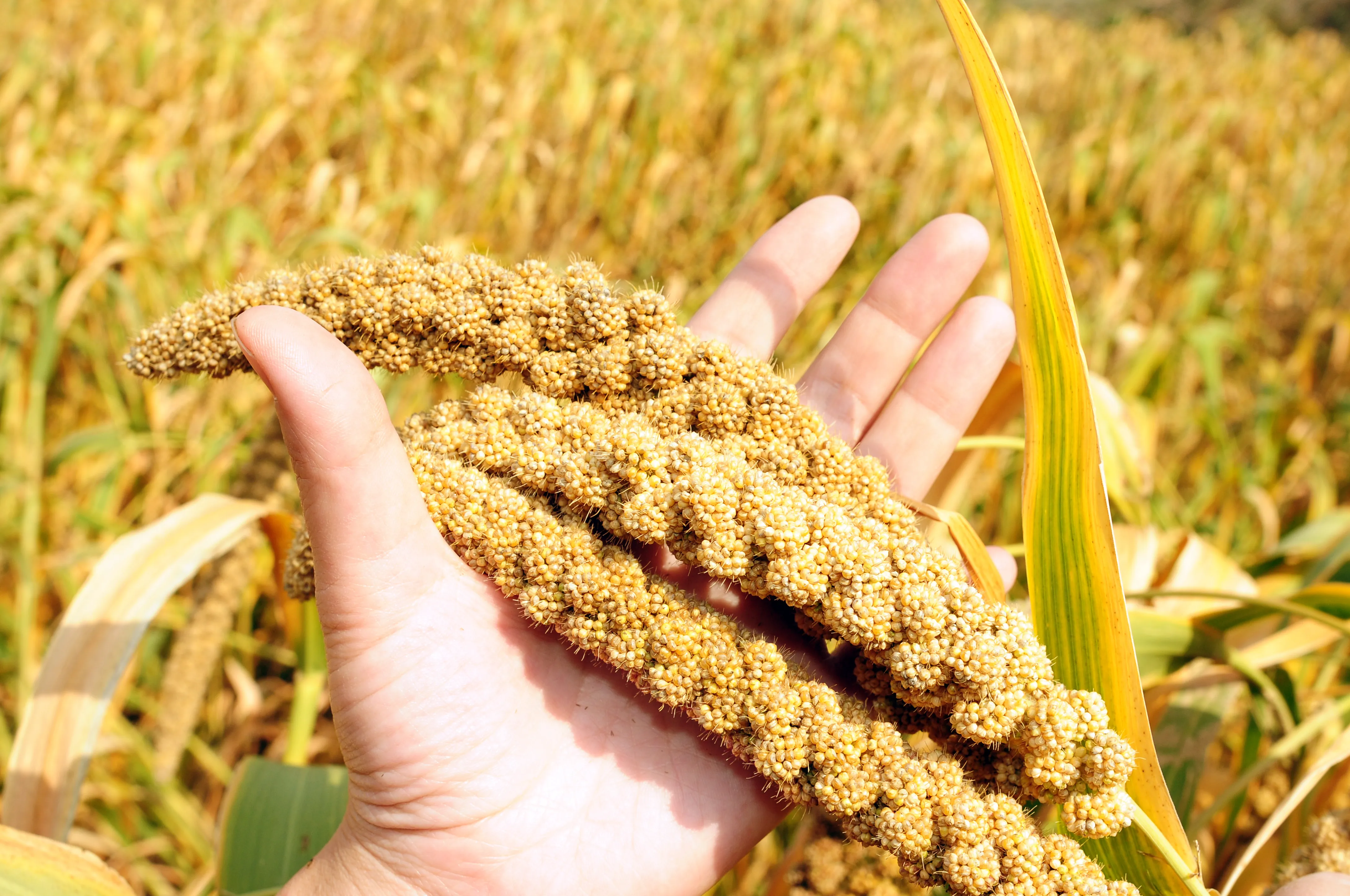 기장 재배 건조 토양 적합 파종 방법 탈곡 요령_8