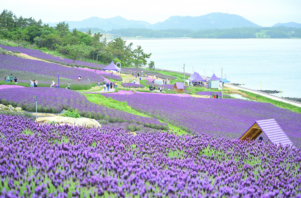 신안 퍼플섬 라벤더 축제
