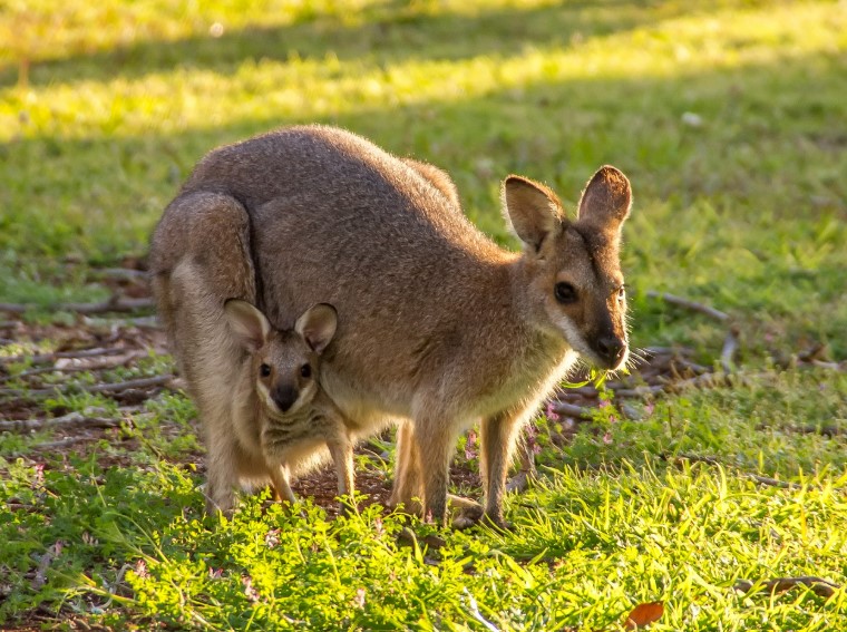 캥거루족 늘어나는 진짜 이유 5가지