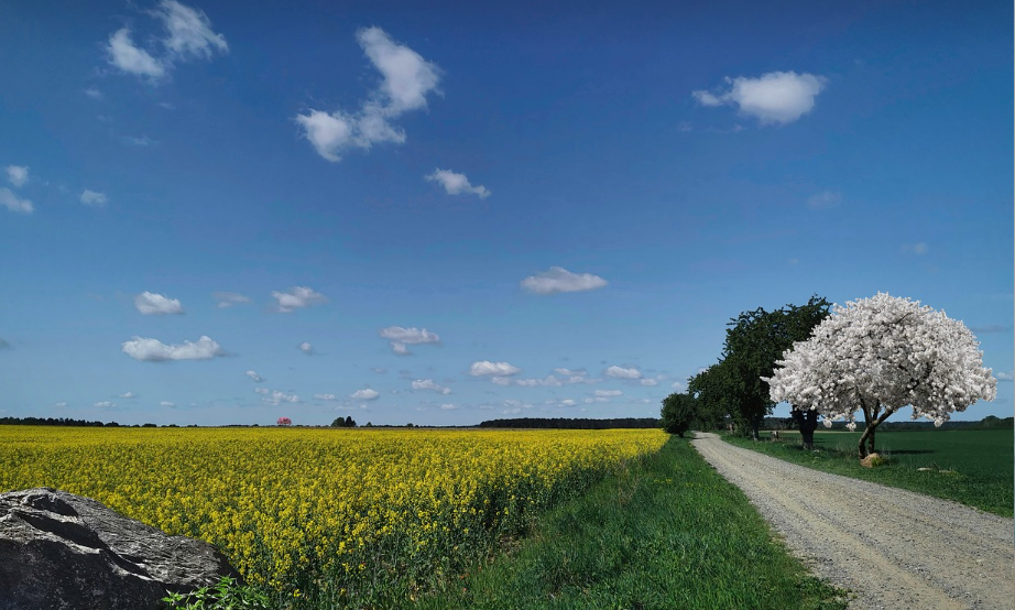 제주도 유채꽃축제