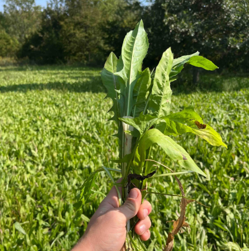 치커리 효능 부작용 먹는법 한눈에 정리