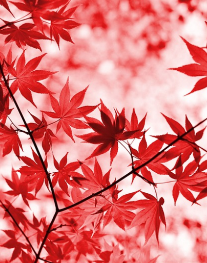 경기도 단풍 명소 곤지암 화담숲 