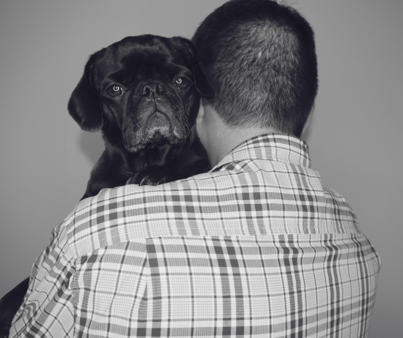 미국의 ‘퍼그의 날(National Pug Day)’ – 주름진 얼굴 뒤에 숨은 사랑스러움