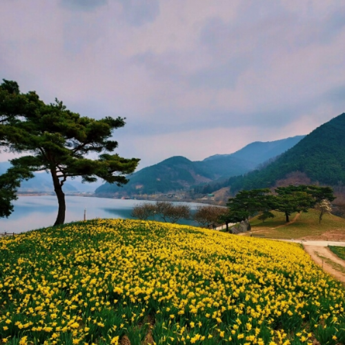 전남 구례 지리산 치즈랜드 수선화 축제 풍경