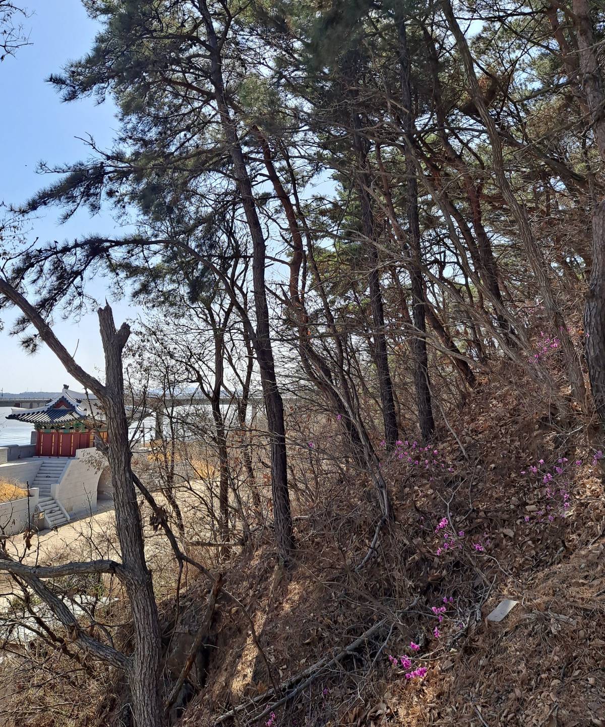 진해루 배경 진달래