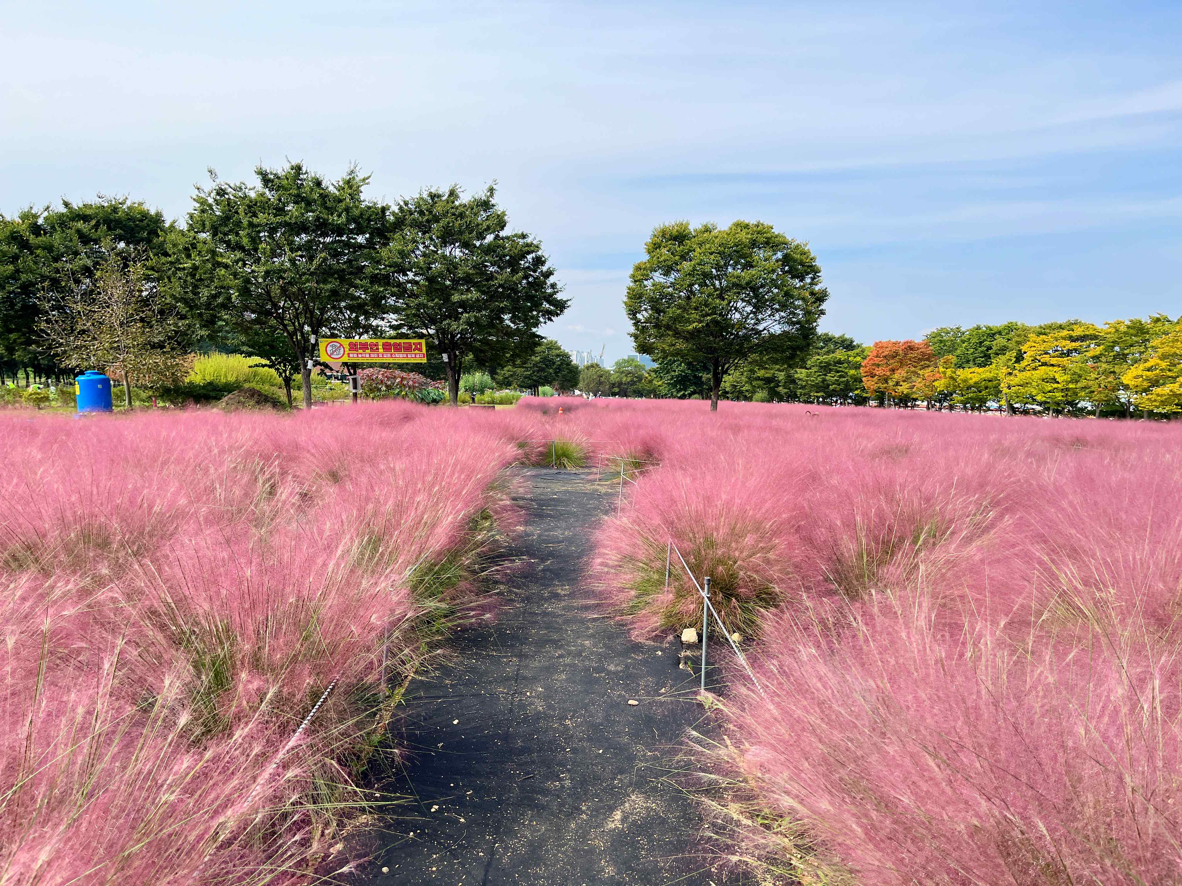 하남 미사경정공원 핑크뮬리