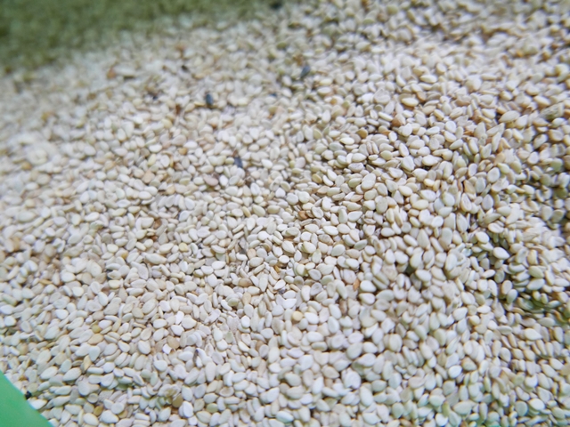 참깨수확한모습