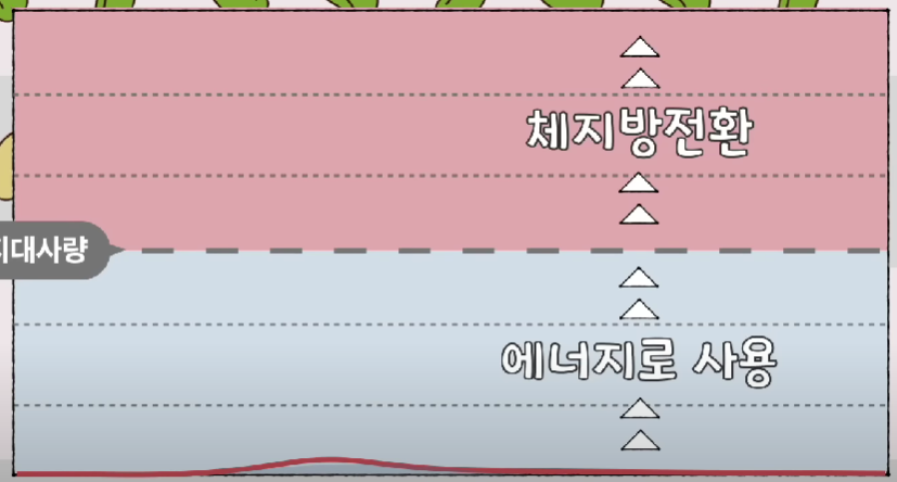 콩의 에너지 섭취량
