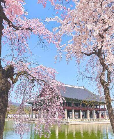 경복궁 벚꽃 축제 만개 개화시기 명소
