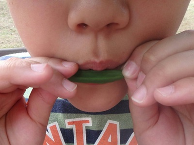 야생에서 자연 재료로 만든 bushcraft 음악