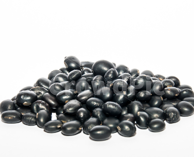 6월에 심는 작물2