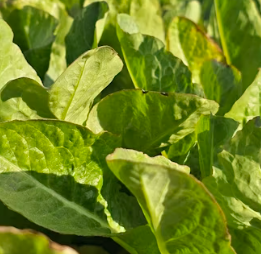 천식에 좋은 음식 영양제 식단