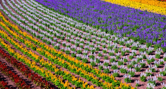 홋카이도 후라노·비에이 렌터카 vs 투어! 핵심 1일 코스