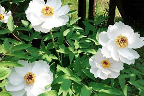 백작약효효과01