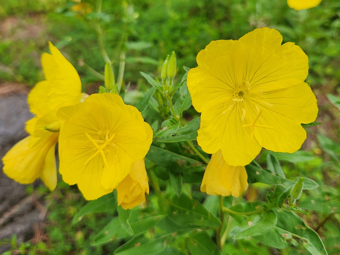 황금낮달맞이꽃