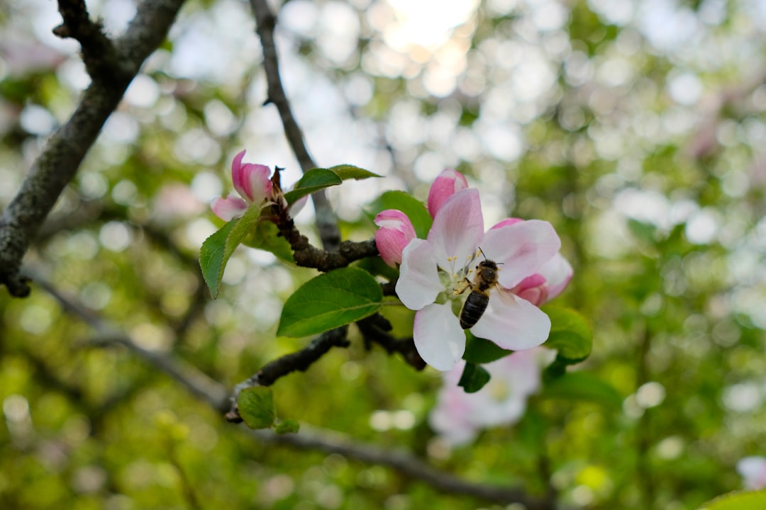 Blossoms